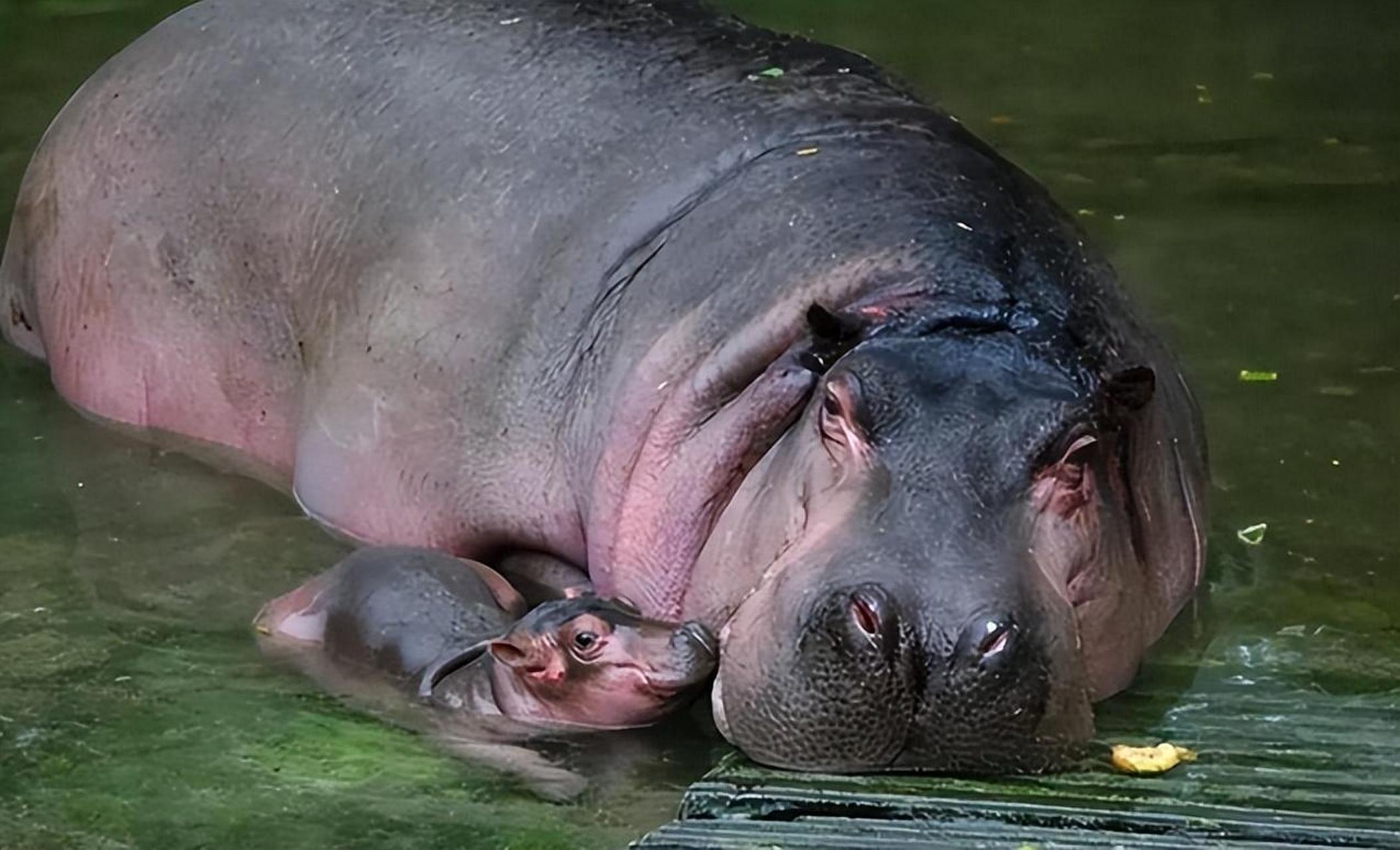 河马在非洲大陆以庞大憨厚形象著称,但其粪便对河流生态造成严重影响.