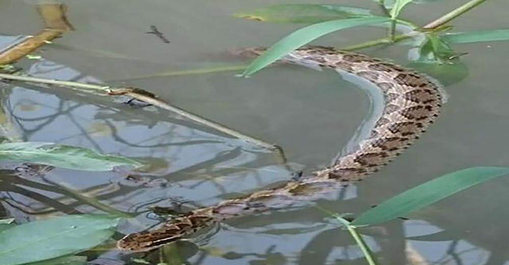 安徽五大毒蛇,你见过几种?被咬伤后将面临怎样的命运?