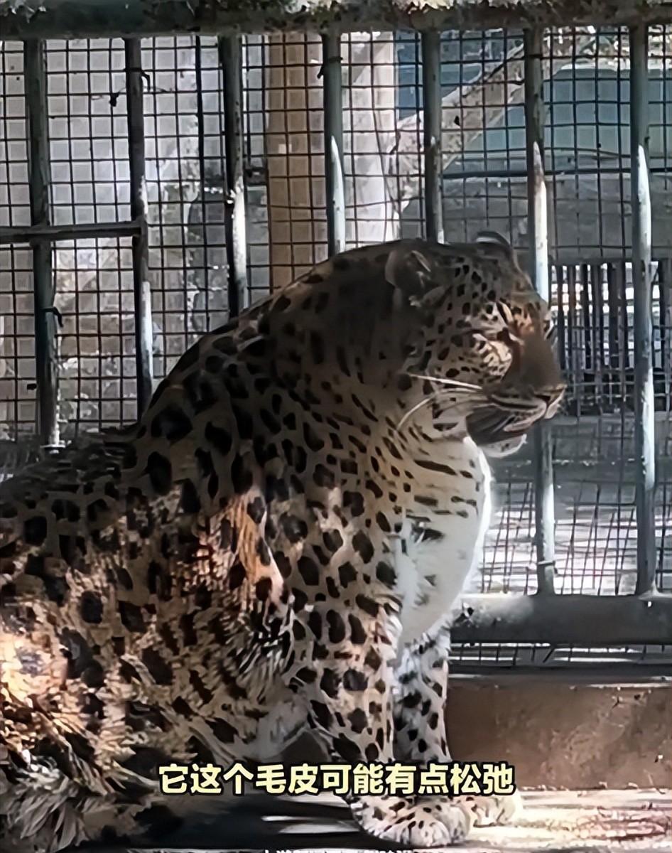 攀枝花动物园豹子胖成球,网友要求饿它两顿,园方回应太可爱了