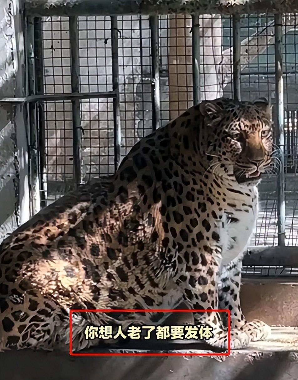 攀枝花动物园豹子胖成球,网友要求饿它两顿,园方回应太可爱了