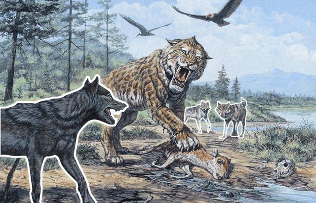 回顾:为什么有人说老虎周边不会出现大型的狼群?这是为什么呢?