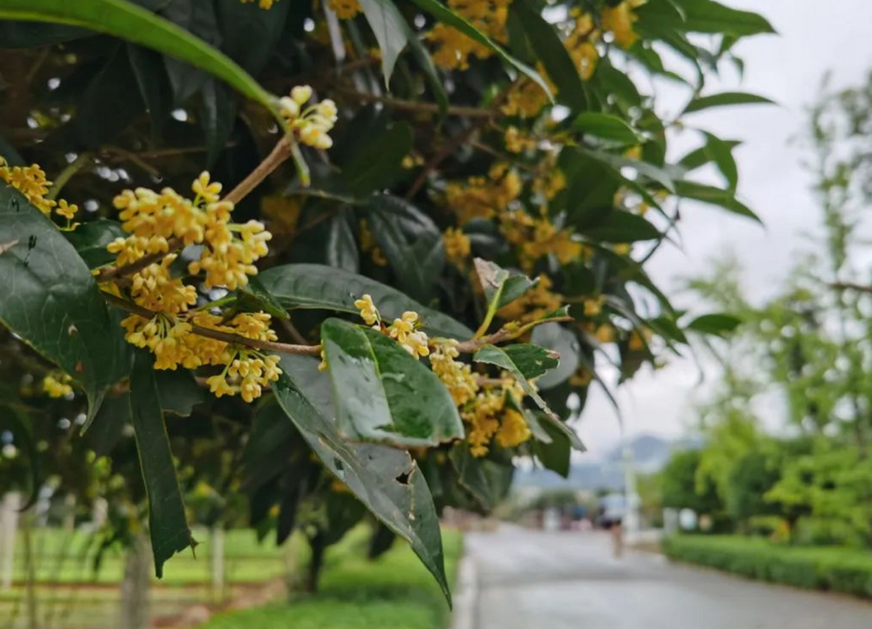 五种树:黄杨,紫薇花,海棠花海桐和桂花.
