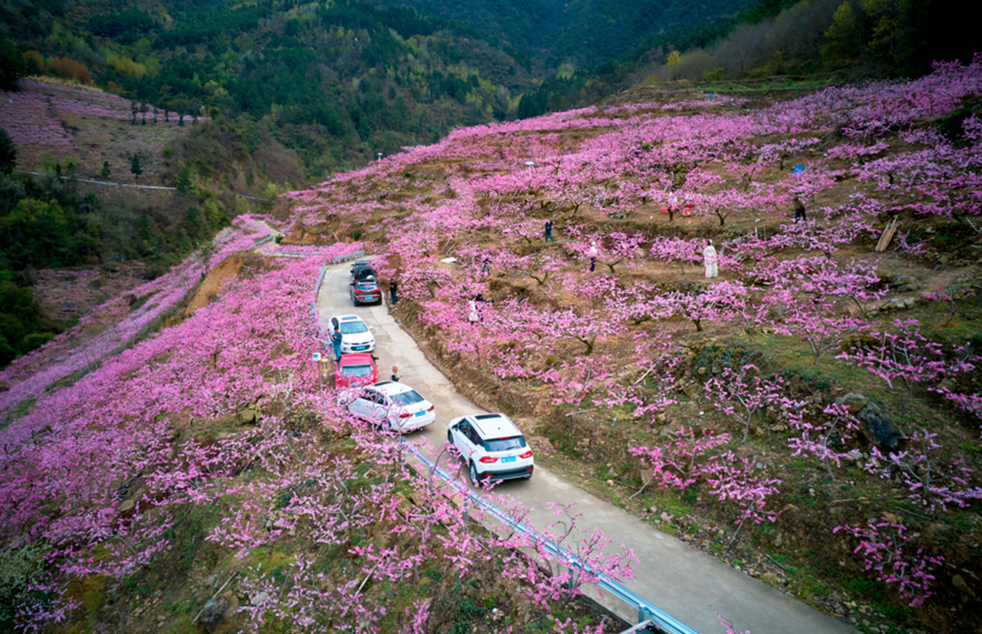 平武县响岩镇万亩桃花盛开,形成壮美景观.