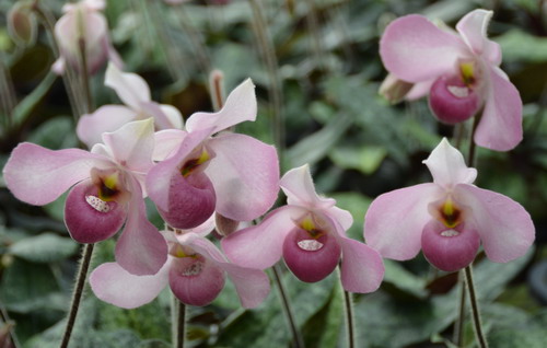 你见过多少,价值千万的名贵兰花,稀有品种的兰花?