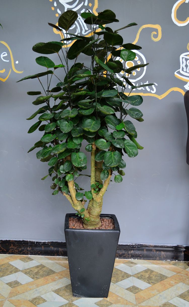 建议爱花人:客厅种些"丑绿植",漂亮是次要的,重点是寓意好