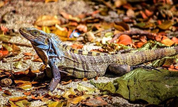 哥斯大黎加成为世界首个关闭所有动物园的国家