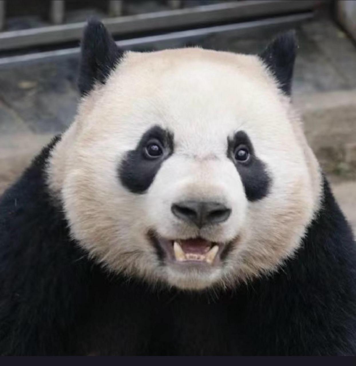 大熊猫真实图片搞笑图片