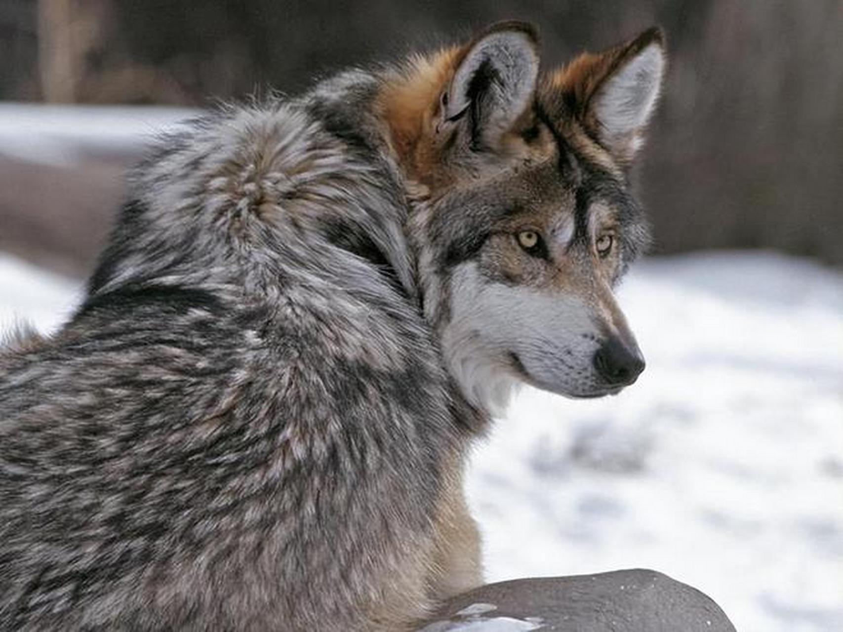 狼的故事彰显荒野魅力和生命力量,启示我们勇敢,智慧,团结,创造辉煌