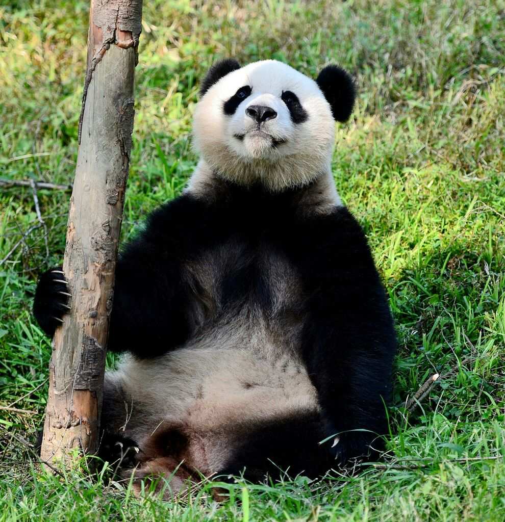 大熊猫真实图片搞笑图片