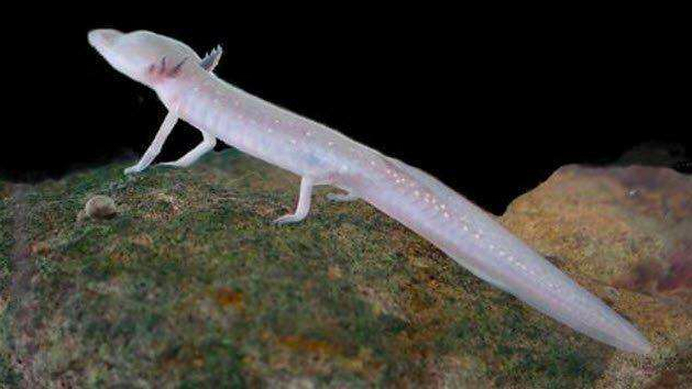 它就是生活在欧洲洞穴中的洞螈,7年不吃不动!