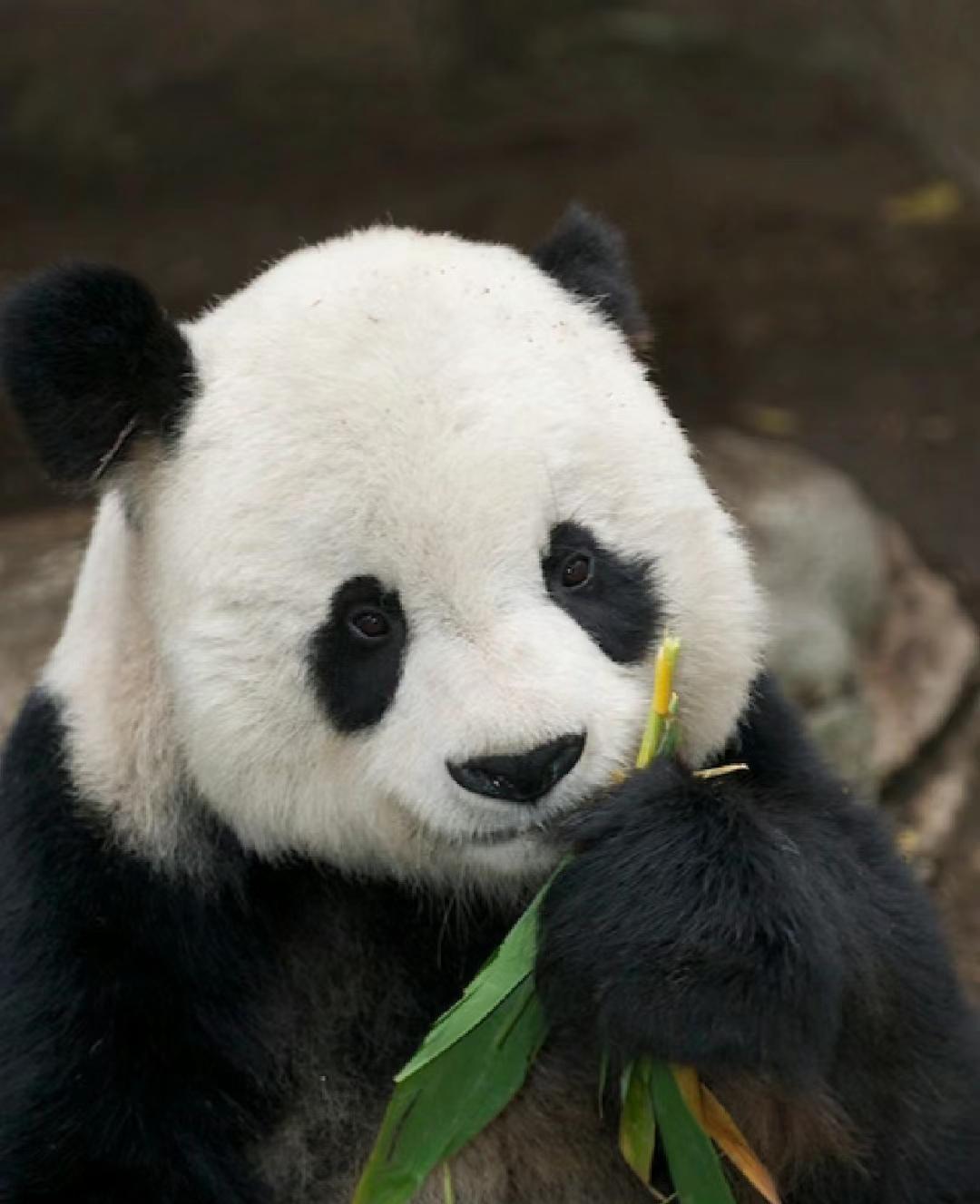 揭秘大熊猫高高:国宝界的"心机boy"与欢乐源泉