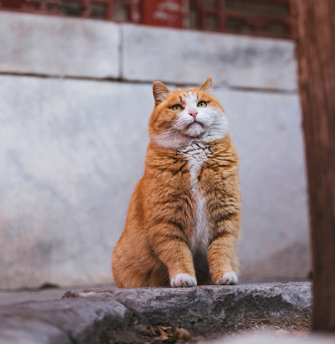 故宫猫黄爷爷图片