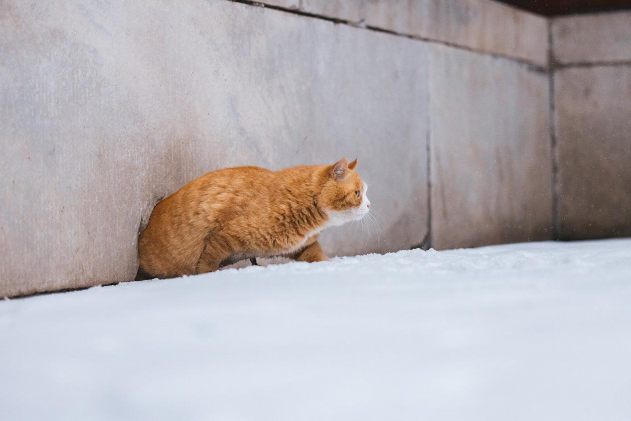 故宫猫黄爷爷图片