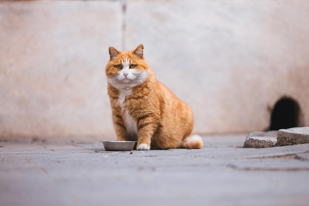 故宫猫黄爷爷图片