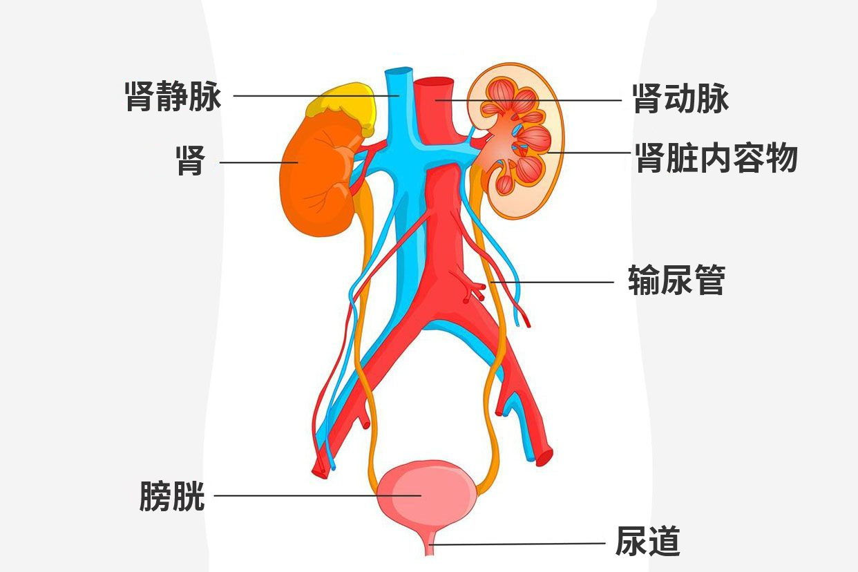 肾脏危险 泌尿道感染症状不容忽视