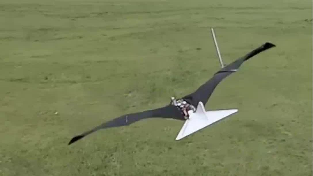 全球最敏捷的仿生鸟诞生!中国仿生飞行器再次取得大突破