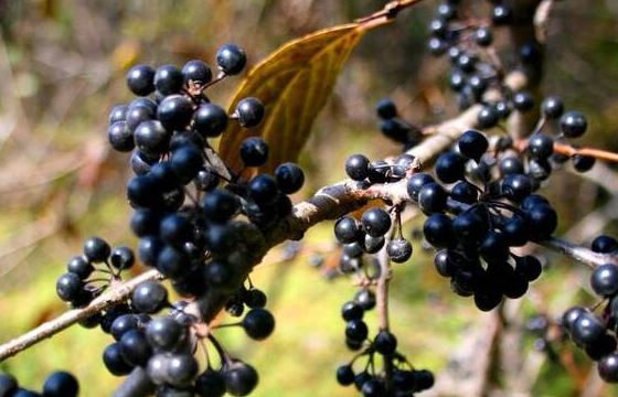 这5中野生水果各个都独具特色,市场上很少见,你想种哪一种