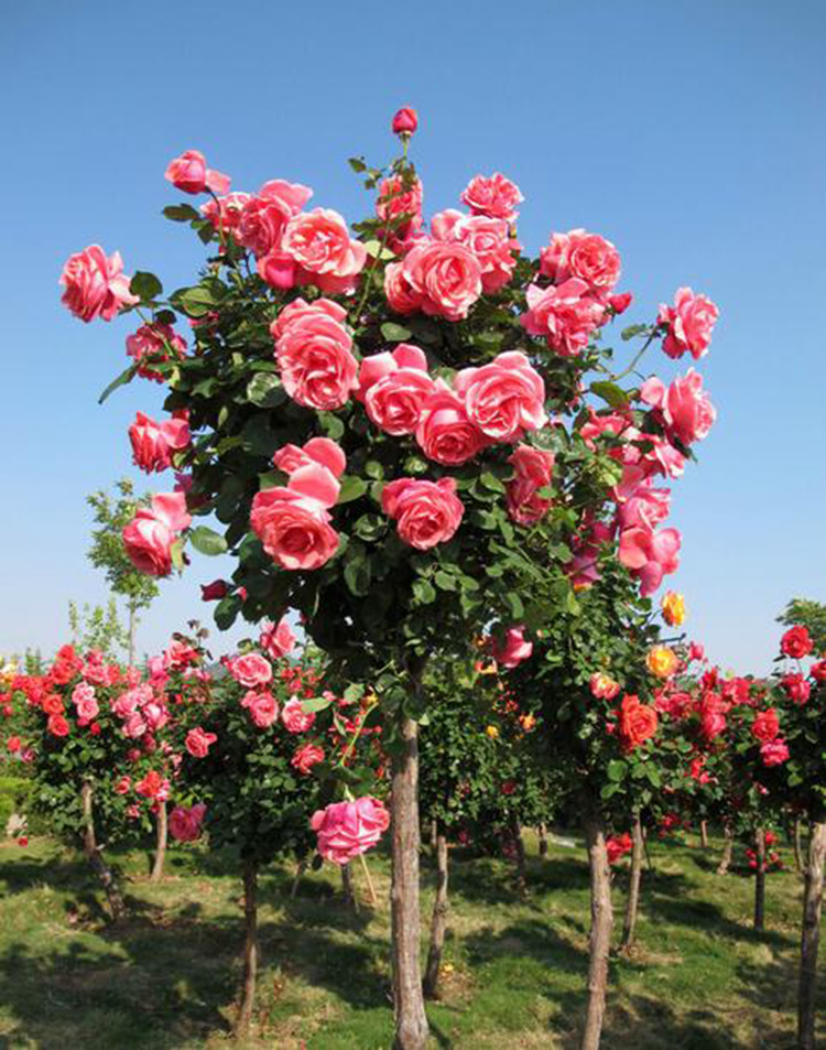 这户人家的阳台设计简直是太有创意了,真是让人眼前一亮