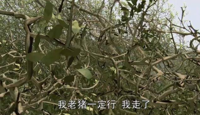 西游记第五十二难:荆林吟咏,人生面对荆棘的两种态度