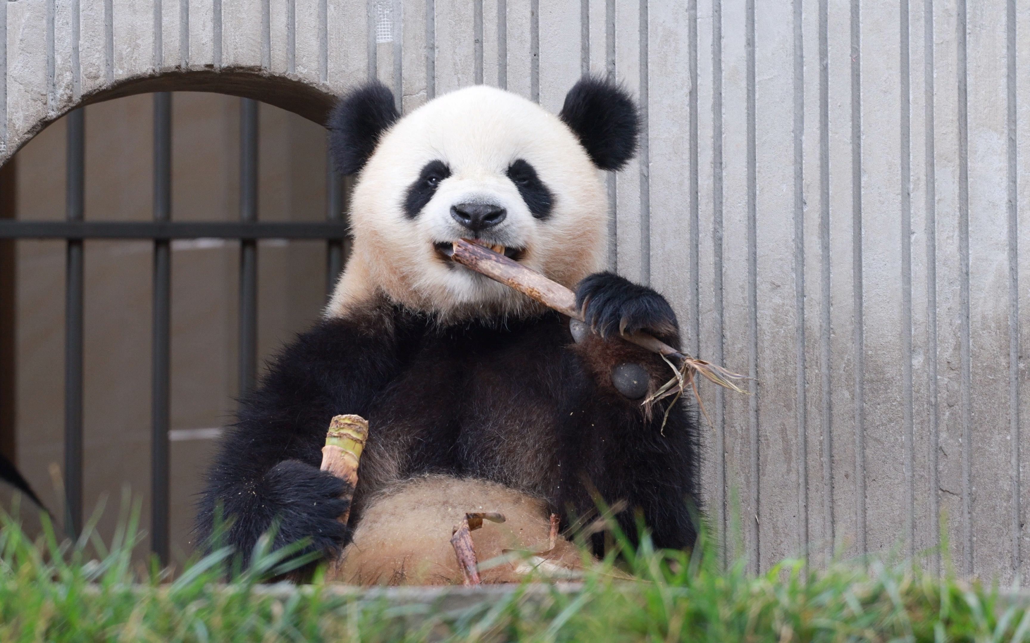 分享快乐|大熊猫的秘密,吃素依旧圆滚滚