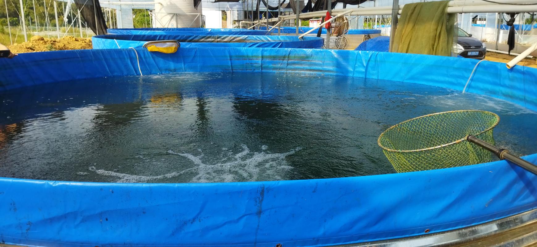 湖北渔之浓农业科技有限公司罗氏沼虾养殖在夏季要注意哪些问题