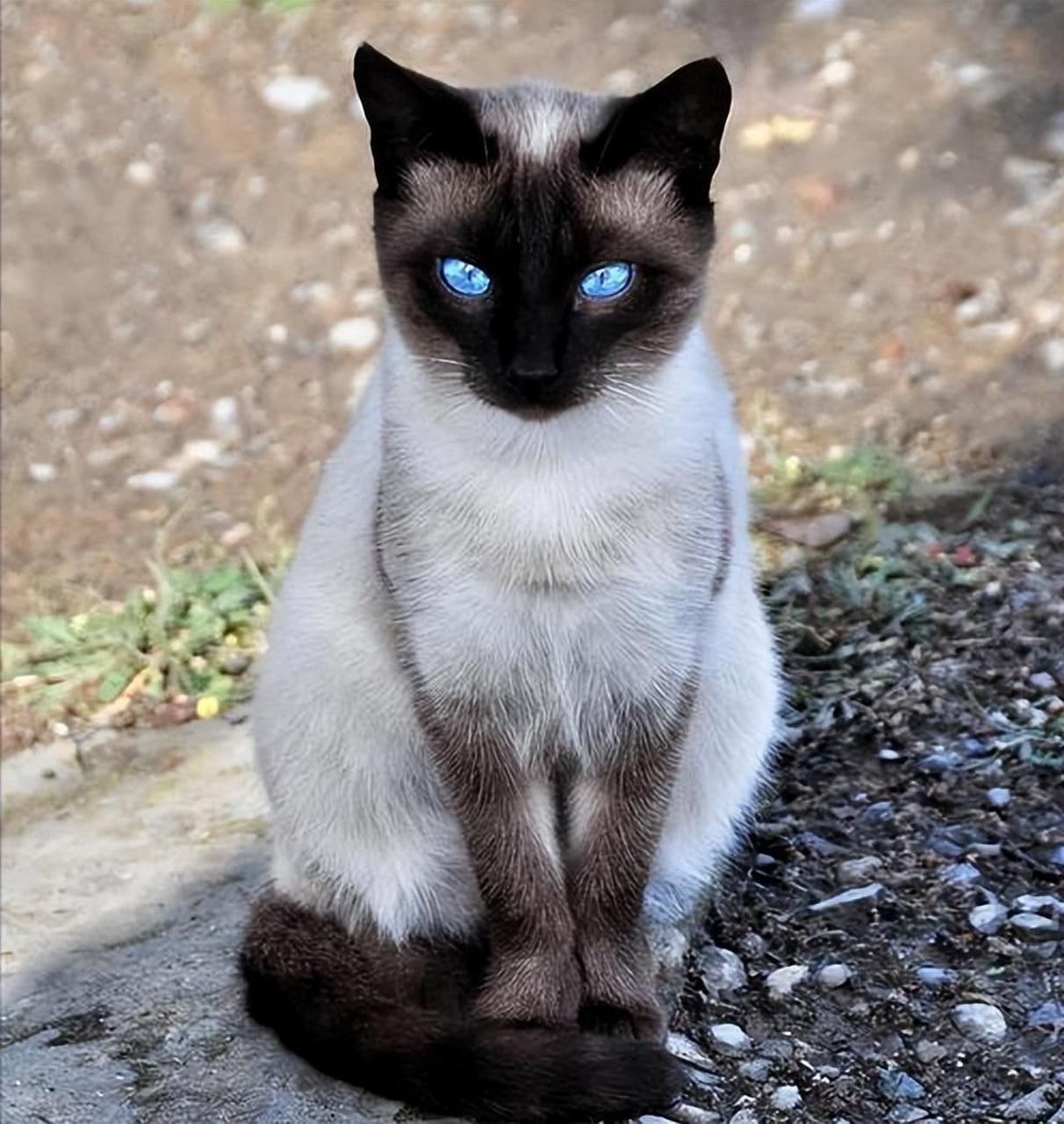 养暹罗猫前需了解其优缺点,并注意饮食和训练,与其共度充满