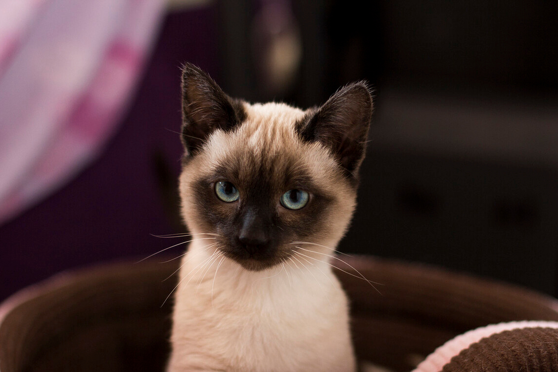 养暹罗猫前需了解其优缺点,并注意饮食和训练,与其共度充