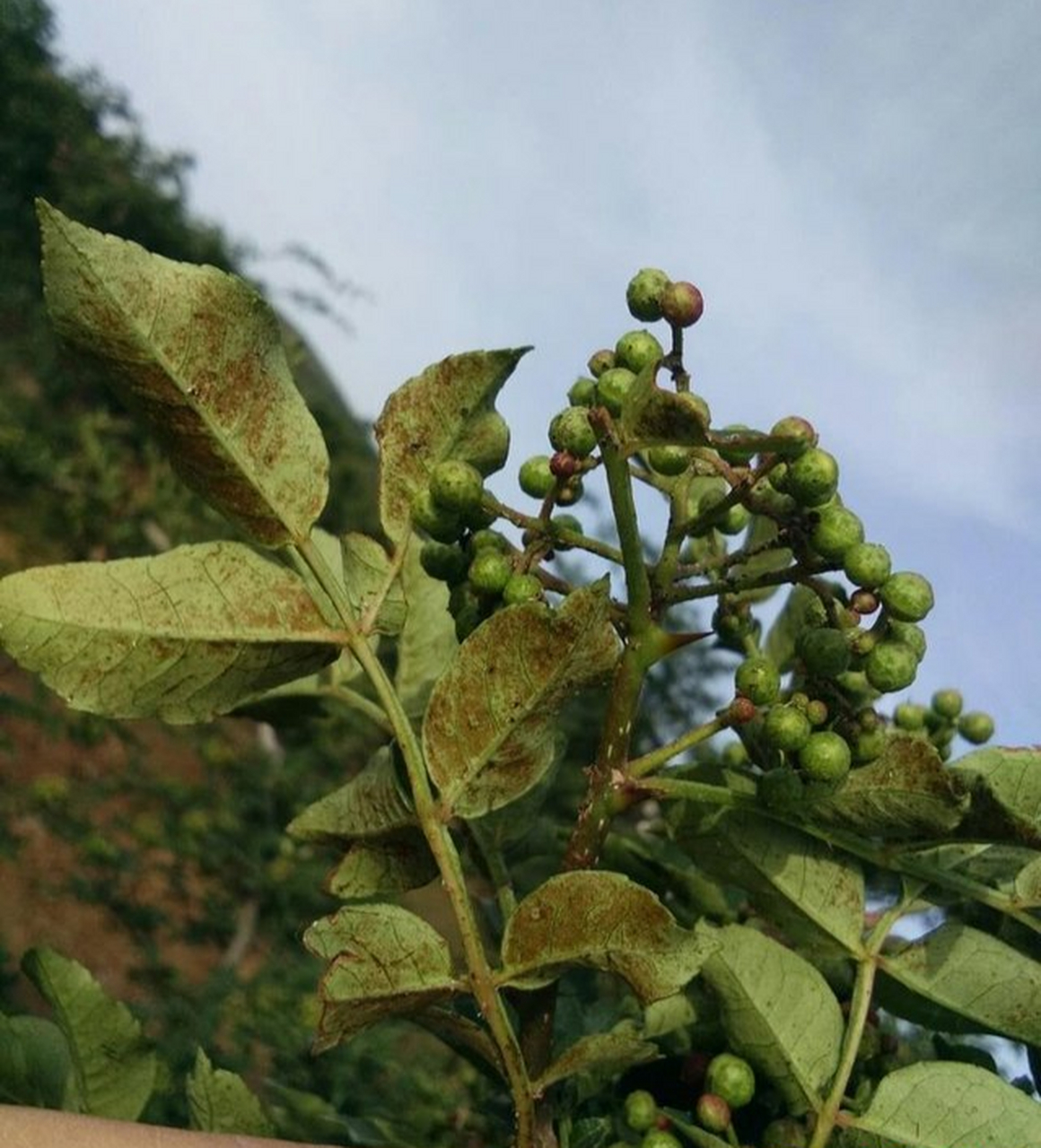 [原文:近期,大红袍花椒树