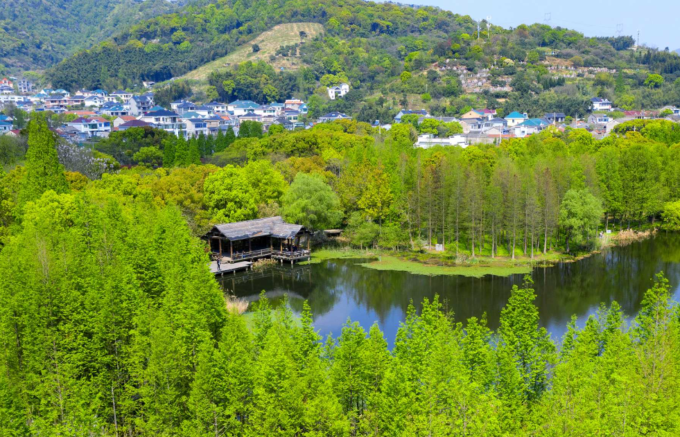慈湖公园的梅林,石板步道穿梭其间,成为了最美的风景线