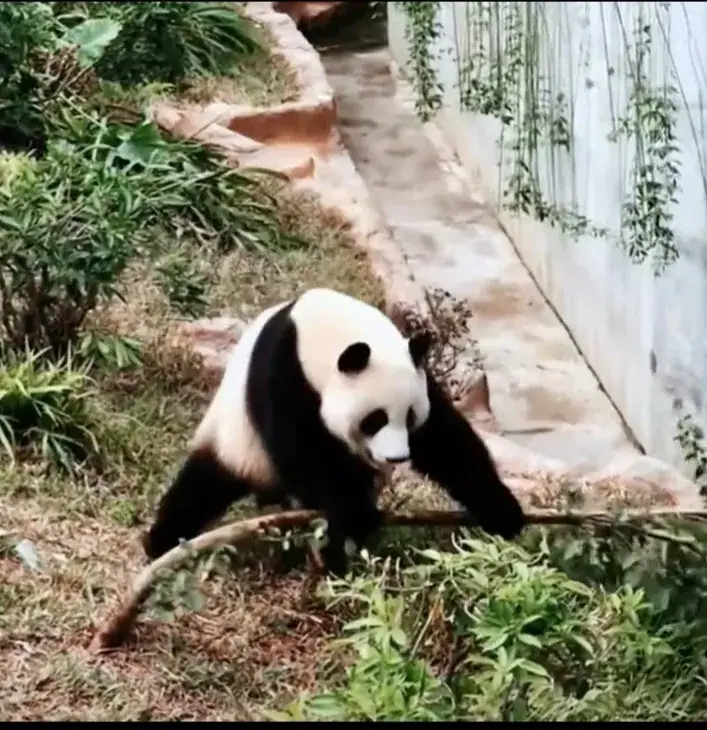 大熊猫星宝图片