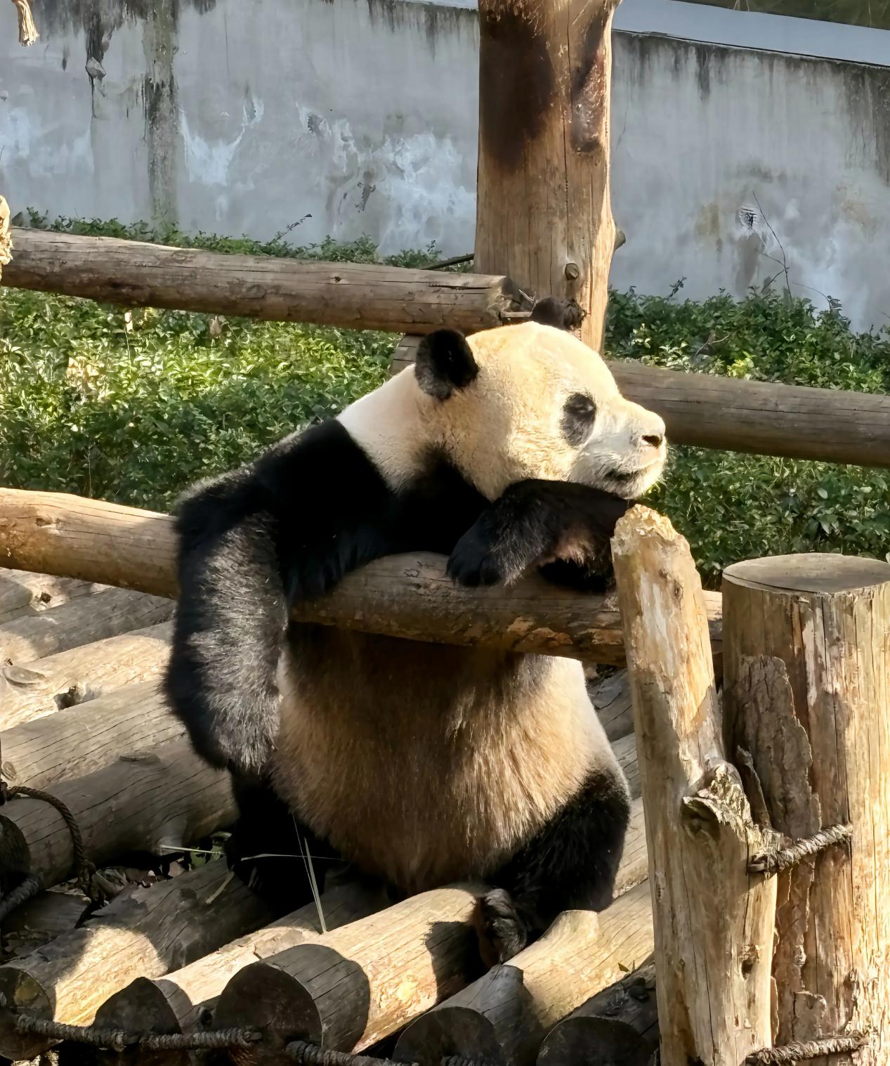 大熊猫星宝图片