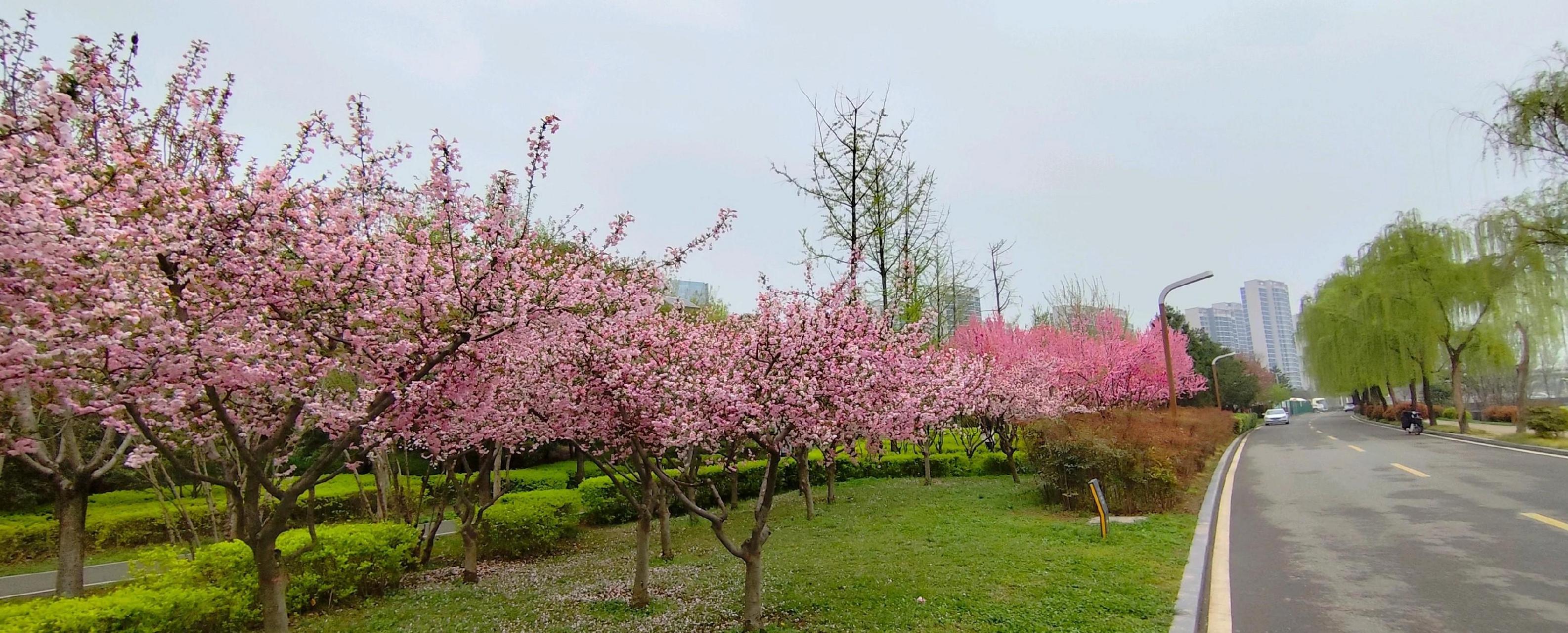 西安环山路花海图片