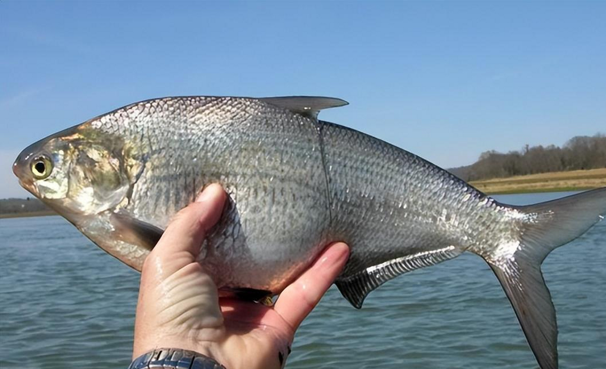 长江鲜鲥鱼,刀鱼和河豚,曾是贵族般的美食.如今野生数量骤减令人惋惜!
