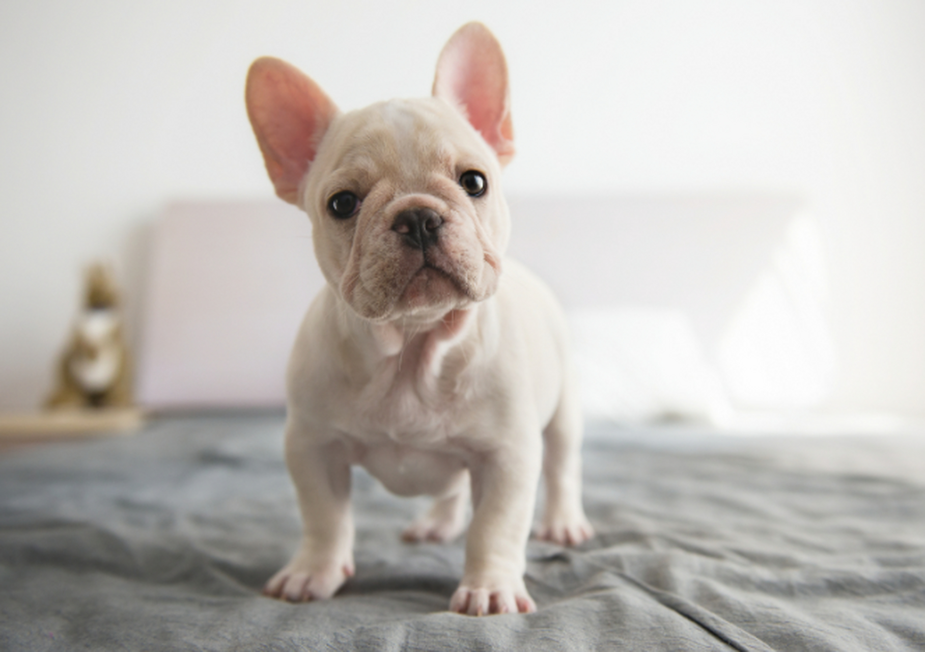 法斗犬是犬科动物,具有战斗性格和忠诚度,适合作为家庭宠物.