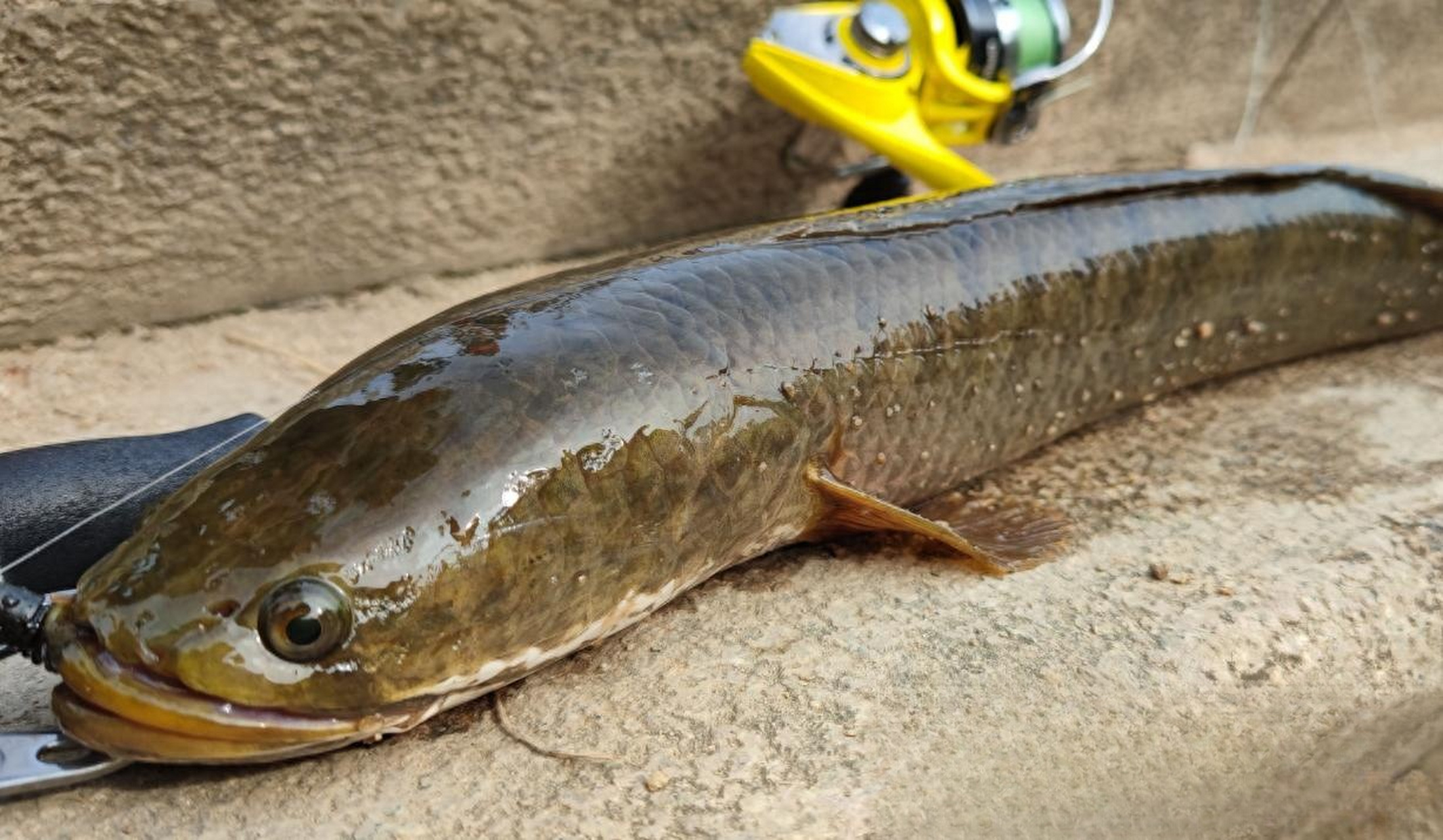 线鳢凶猛且繁殖力强,已对当地鱼类构成威胁.