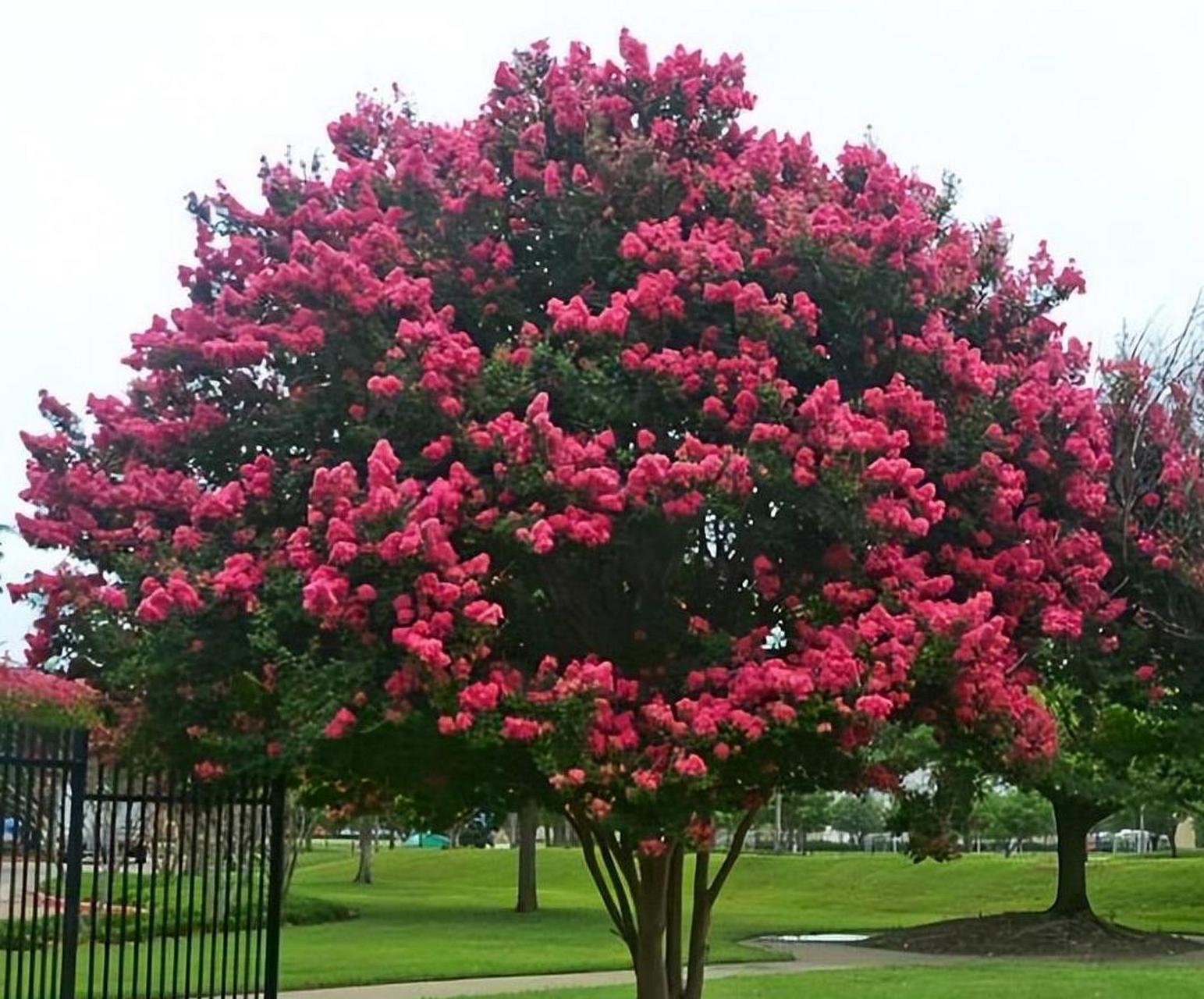 家中种植树木不仅增添生机,还有风水寓意.
