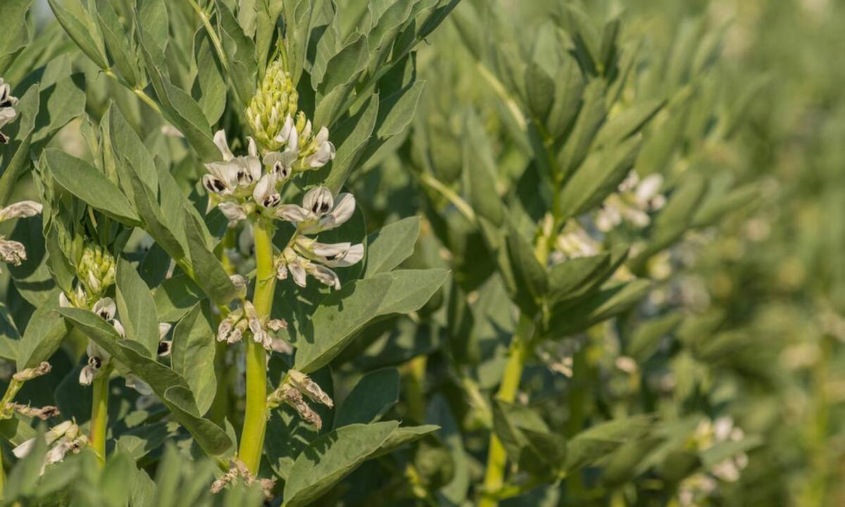 蚕豆植株图片