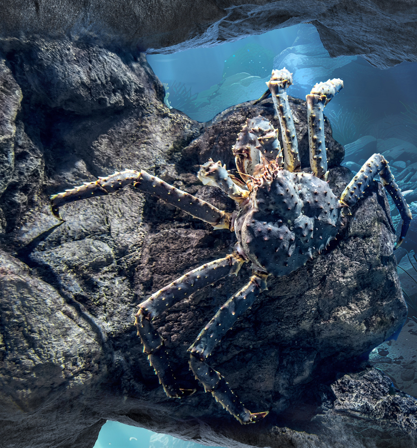 海中的蓝色奇迹:蓝蟹于蓝帝王蟹的真相