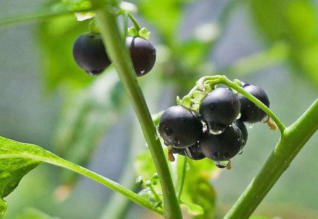 农村野葡萄价值非凡,保护与利用重要性探讨