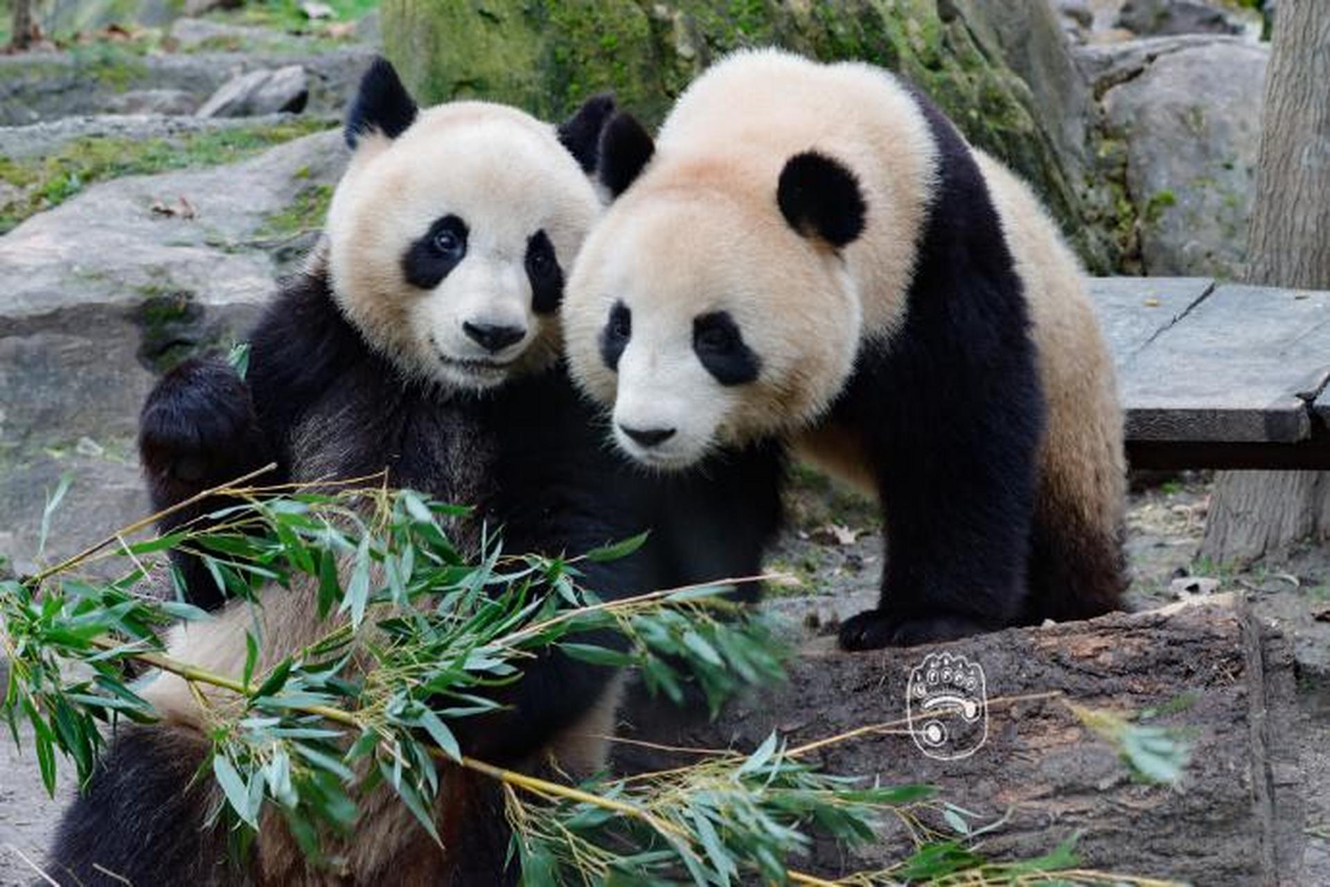 大熊猫园子和欢欢的爱情故事,跨越国界充满挑战与甜蜜.