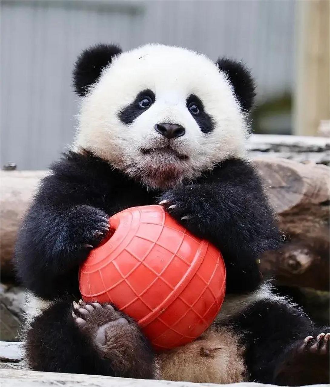 小仙弟,卧龙神树坪基地的大熊猫新星,因其独特眼神和可爱模样被誉为"