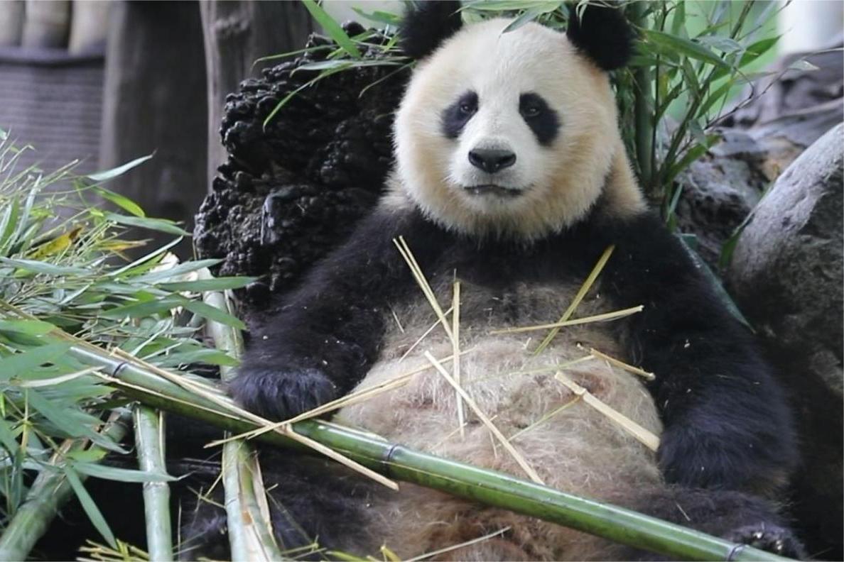 喜豆,中国大熊猫保护研究中心的明星,以母爱和勇敢故事激励人们.