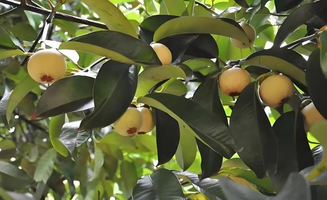 山竹植株需经常浇水吗?如何科学施肥养护山竹?