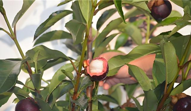 山竹植株需经常浇水吗?如何科学施肥养护山竹?