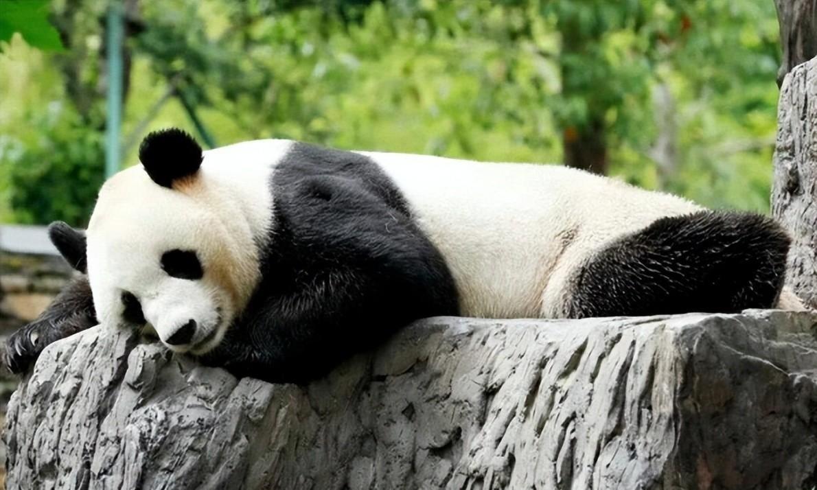 长隆的新星:大熊猫家和的爱情与生活