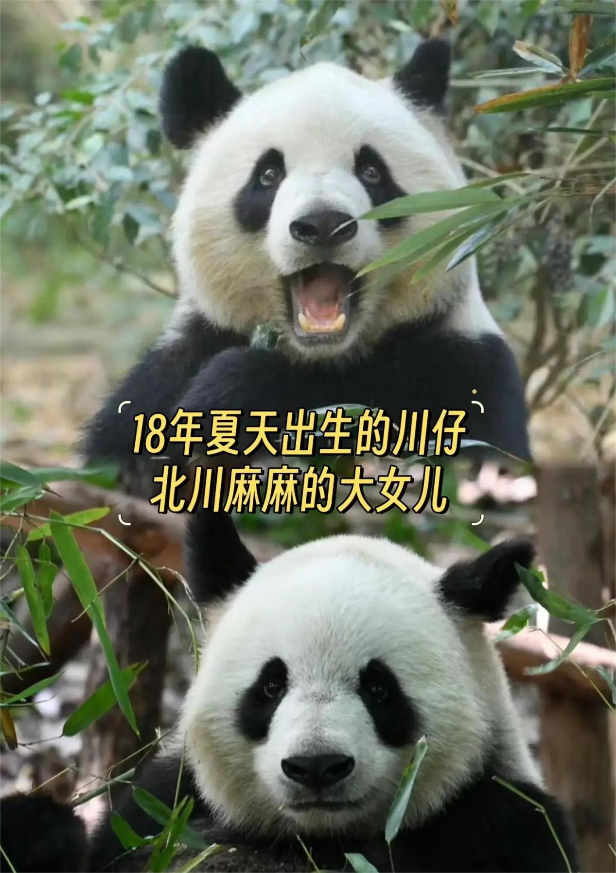 北川家族:大熊猫的传奇与爱