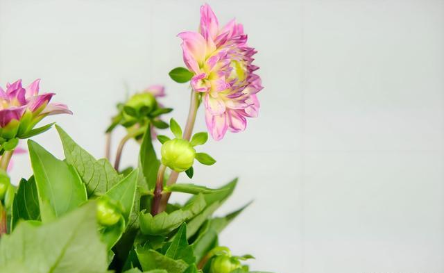 探究小丽花养护技巧:是否需要频繁浇水