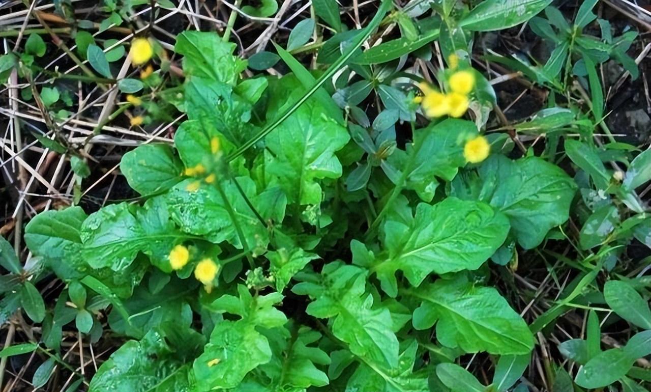 老人常说的黄鹌菜又称"还阳草",用来煮水价值高,很多人却不知