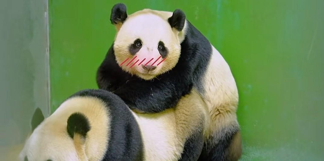 长隆的新星:大熊猫家和的爱情与生活