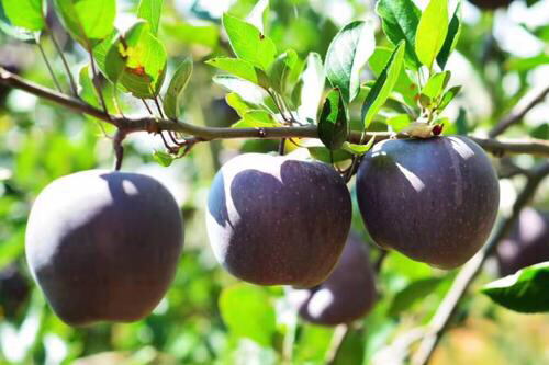 你知道现实生活中,白雪公主的红苹果吗?带你看看长什么样
